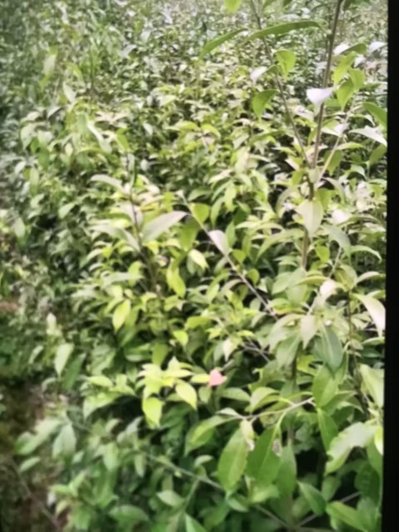 青冈栎@奉新县邹家苗圃基地，欢迎老板来电咨询