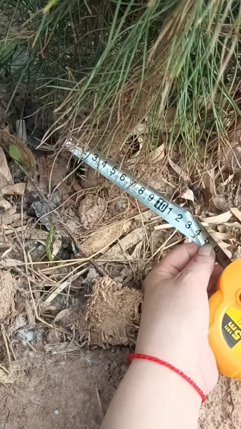 21*21杯1米起步精品油松