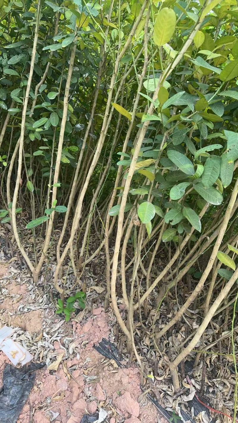 广东香水柠檬苗。