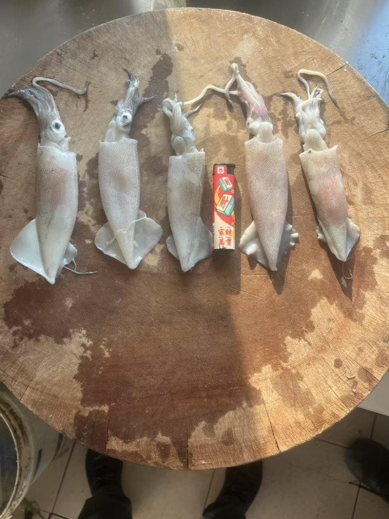 笔管鱿鱼