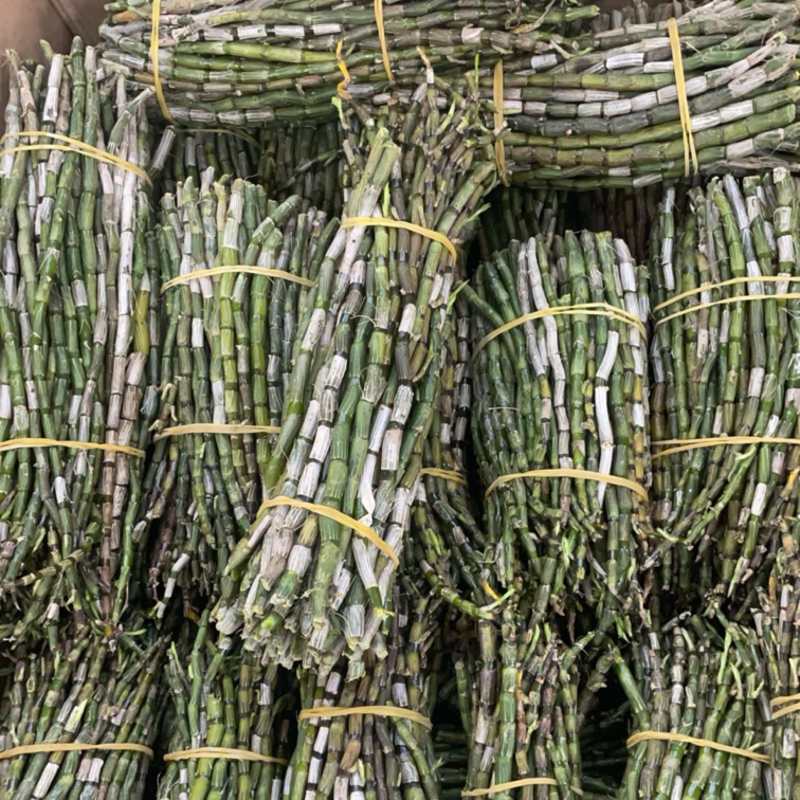 铁皮石斛鲜条大货批发