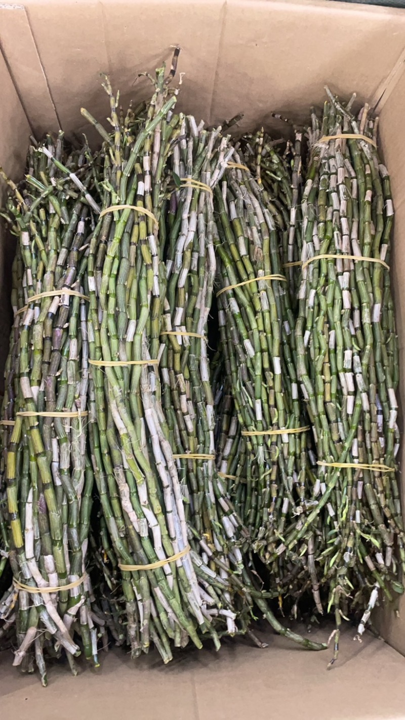 铁皮石斛鲜条大货批发