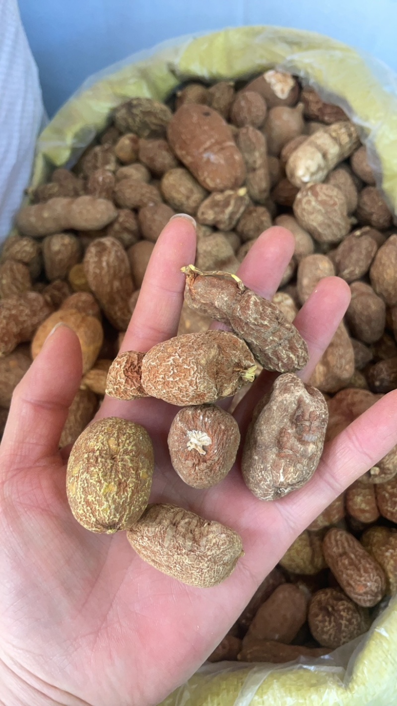 黄灵参金果榄大货批发一手货源