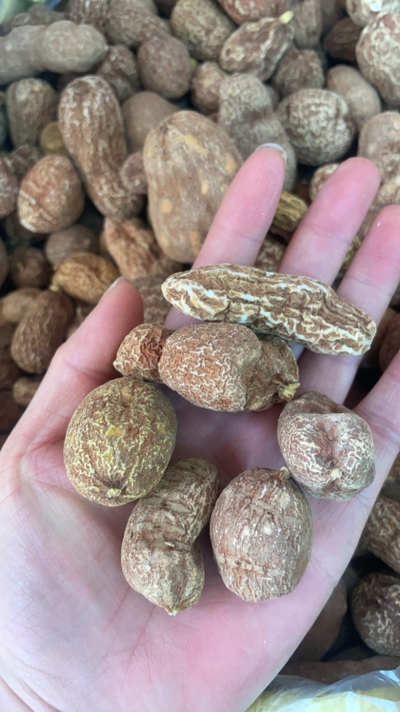黄灵参金果榄大货批发一手货源