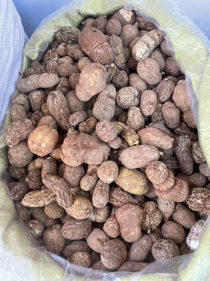 黄灵参金果榄大货批发一手货源