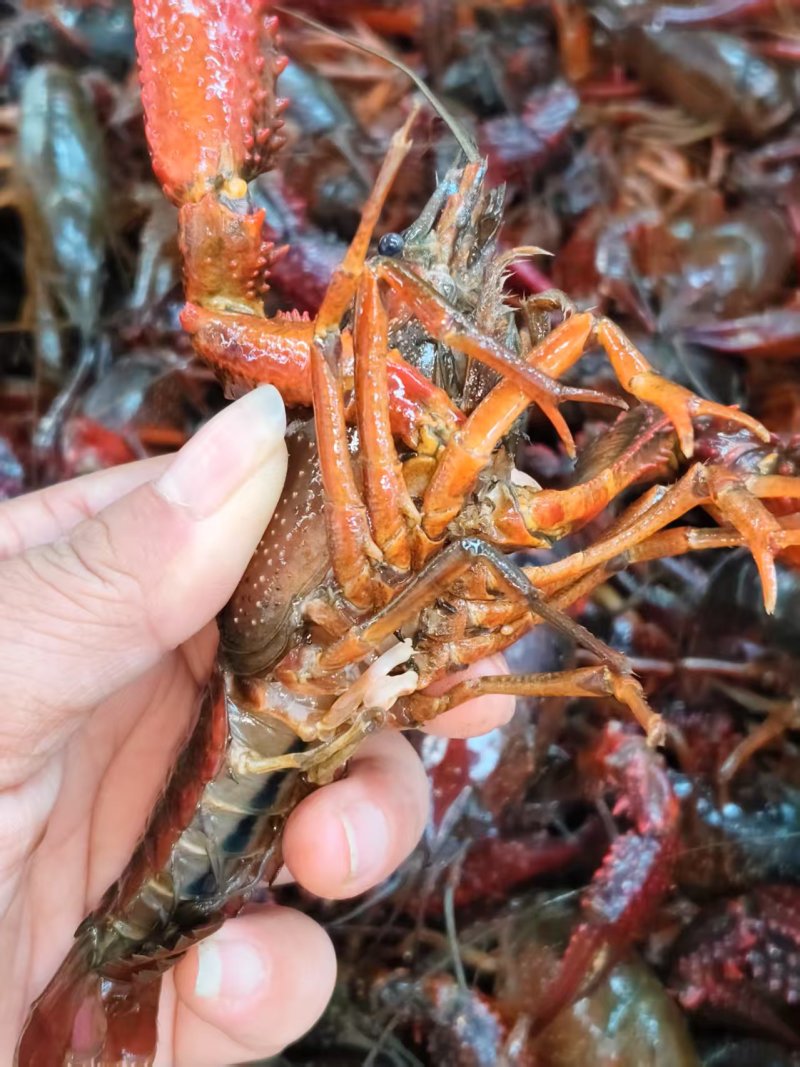 小龙虾