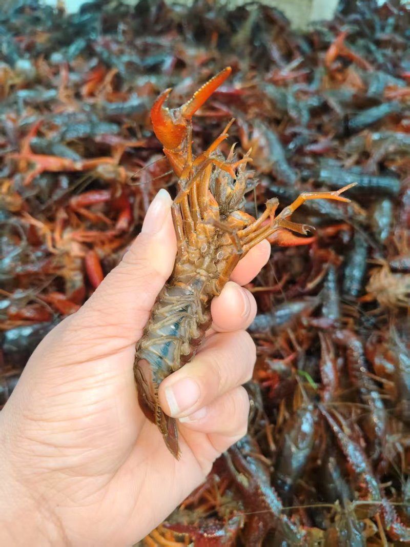 小龙虾