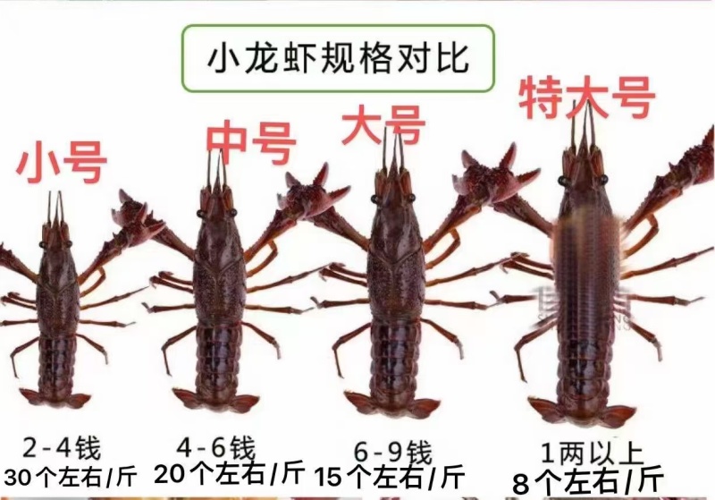 小龙虾