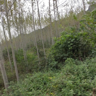 杨树，新疆杨速生杨