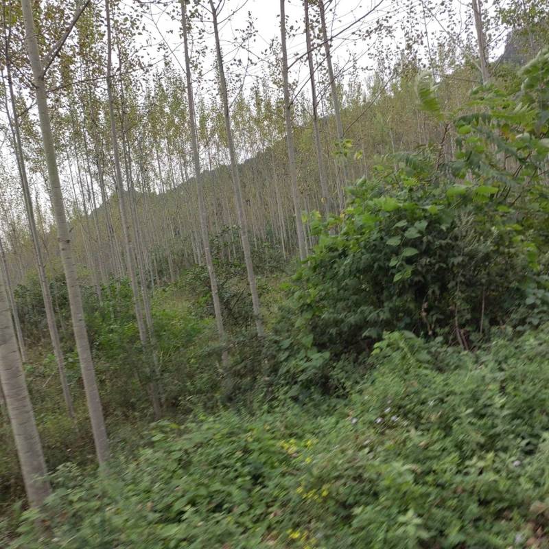 杨树，新疆杨速生杨