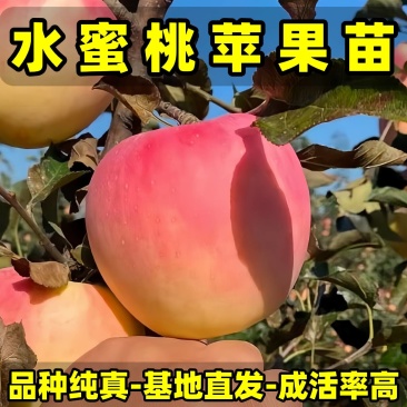 正品水蜜桃苹果苗品种纯真基地现起现发货成活率高