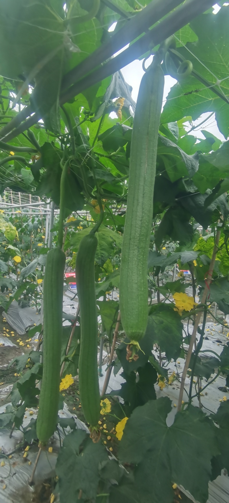 丝瓜种子广凤油香长条油亮香丝瓜品种早熟座瓜率高
