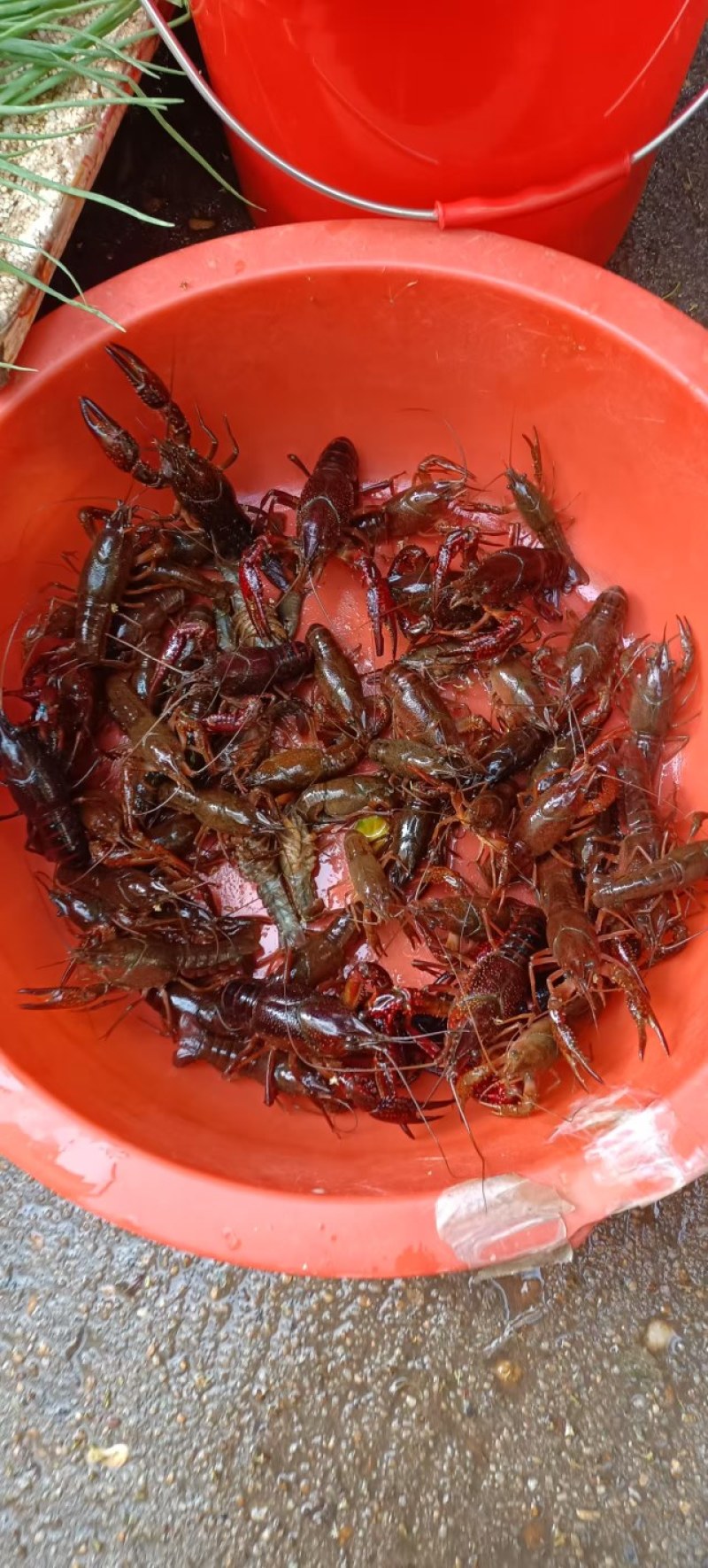 清水龙虾