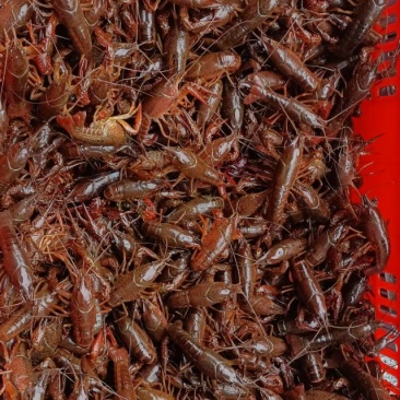 清水龙虾