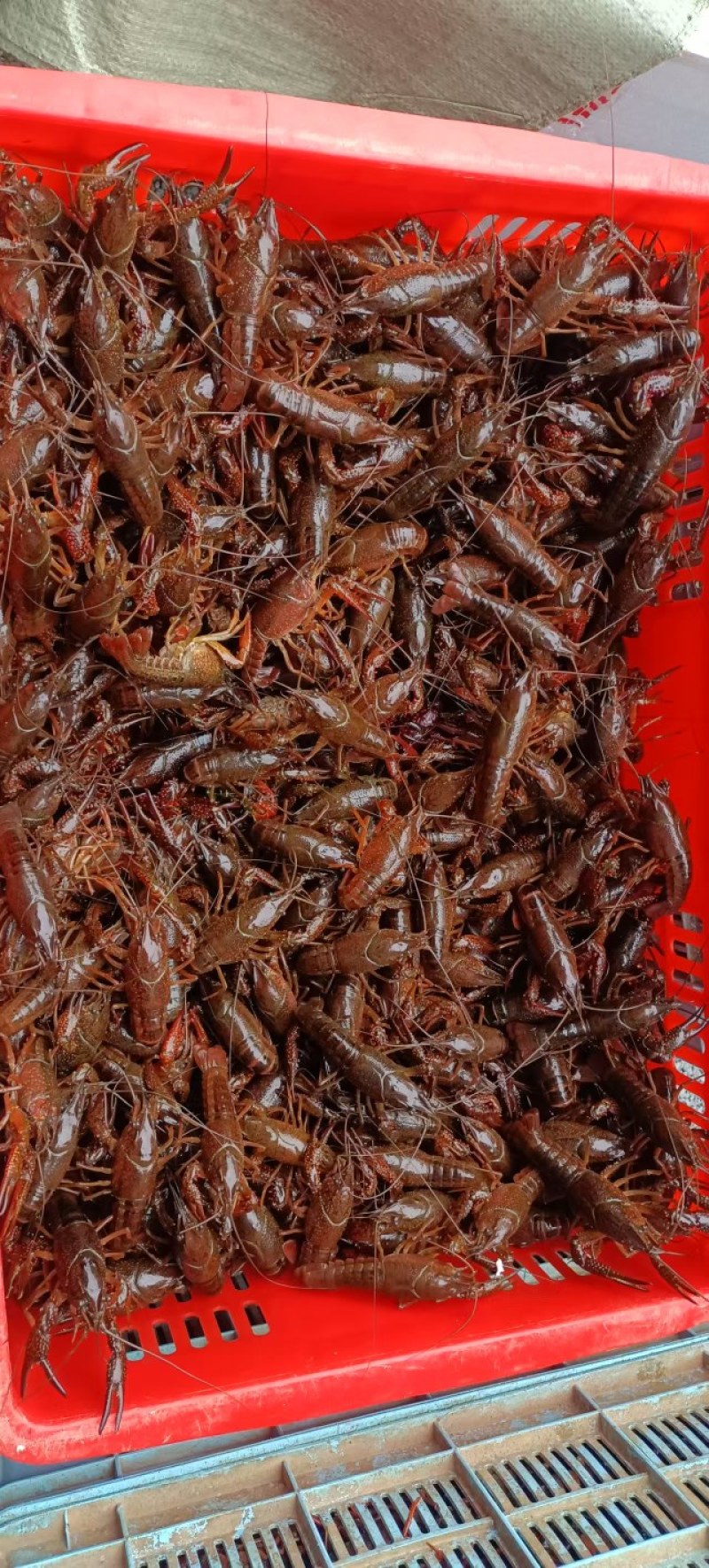 清水龙虾