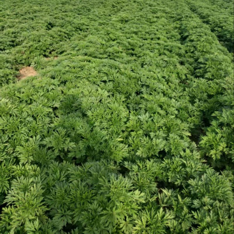 益母草苗子，产地直发，大量有货，欢迎各位老板咨询采购