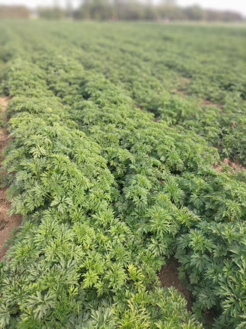 益母草苗子，产地直发，大量有货，欢迎各位老板咨询采购