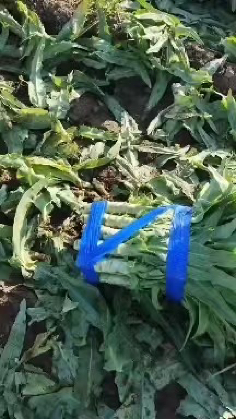 河北精品莴笋产地直发价格便宜量大从优质量保证全国发货