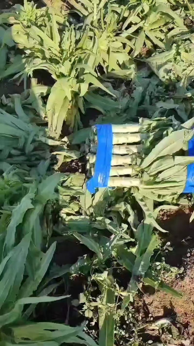河北精品莴笋产地直发价格便宜量大从优质量保证全国发货