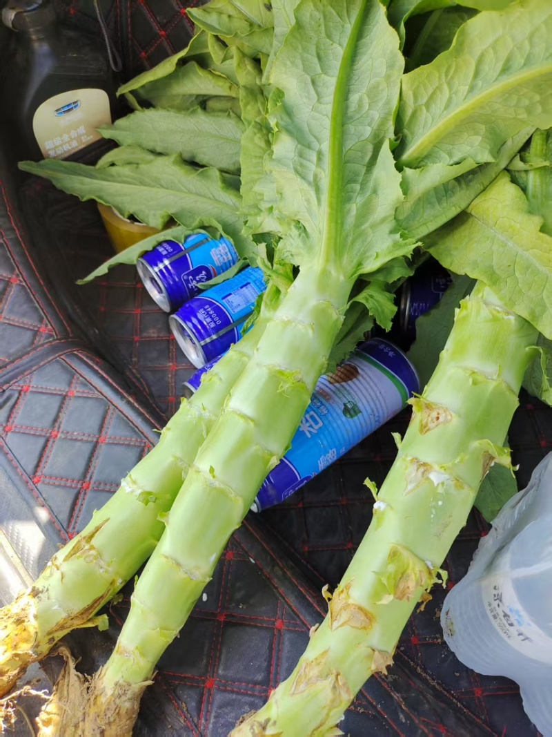 河北精品莴笋产地直发价格便宜量大从优质量保证全国发货