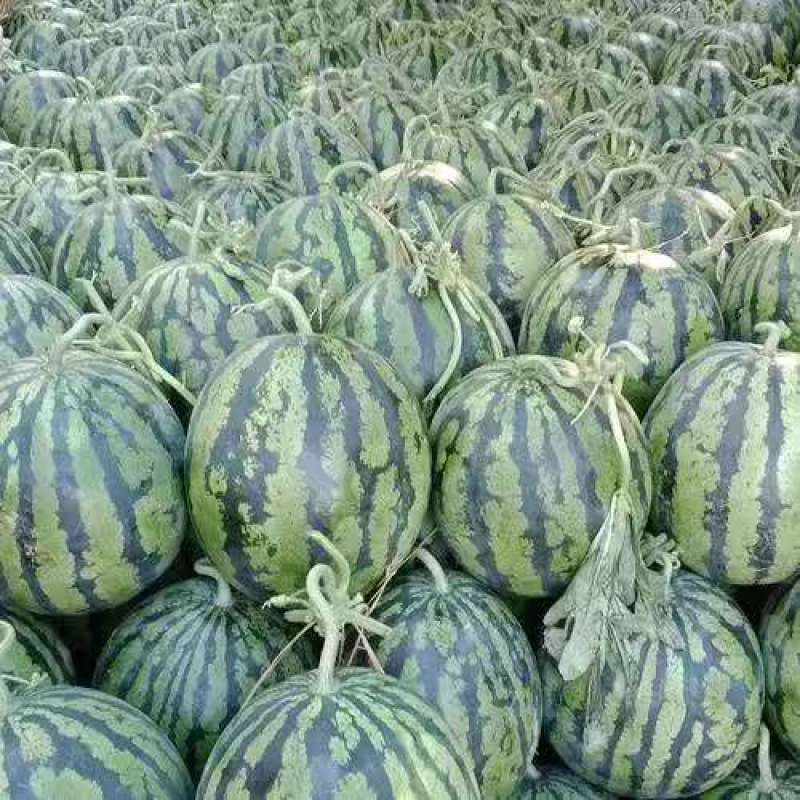 【新鲜直达】山东甜王西瓜现摘现发严格筛选欢迎来电咨询