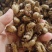 大号水洗蝉蜕