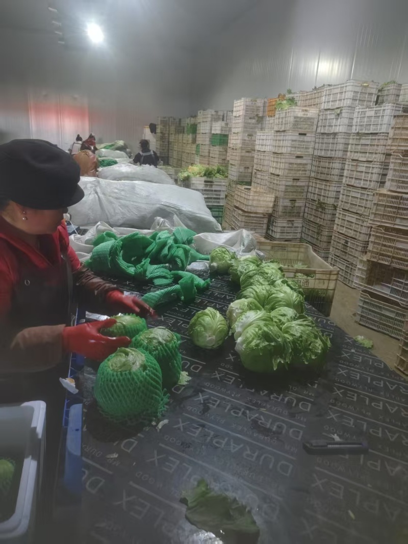 1.5斤精品生菜球产地直供质量保证/对接超市电商批发市场