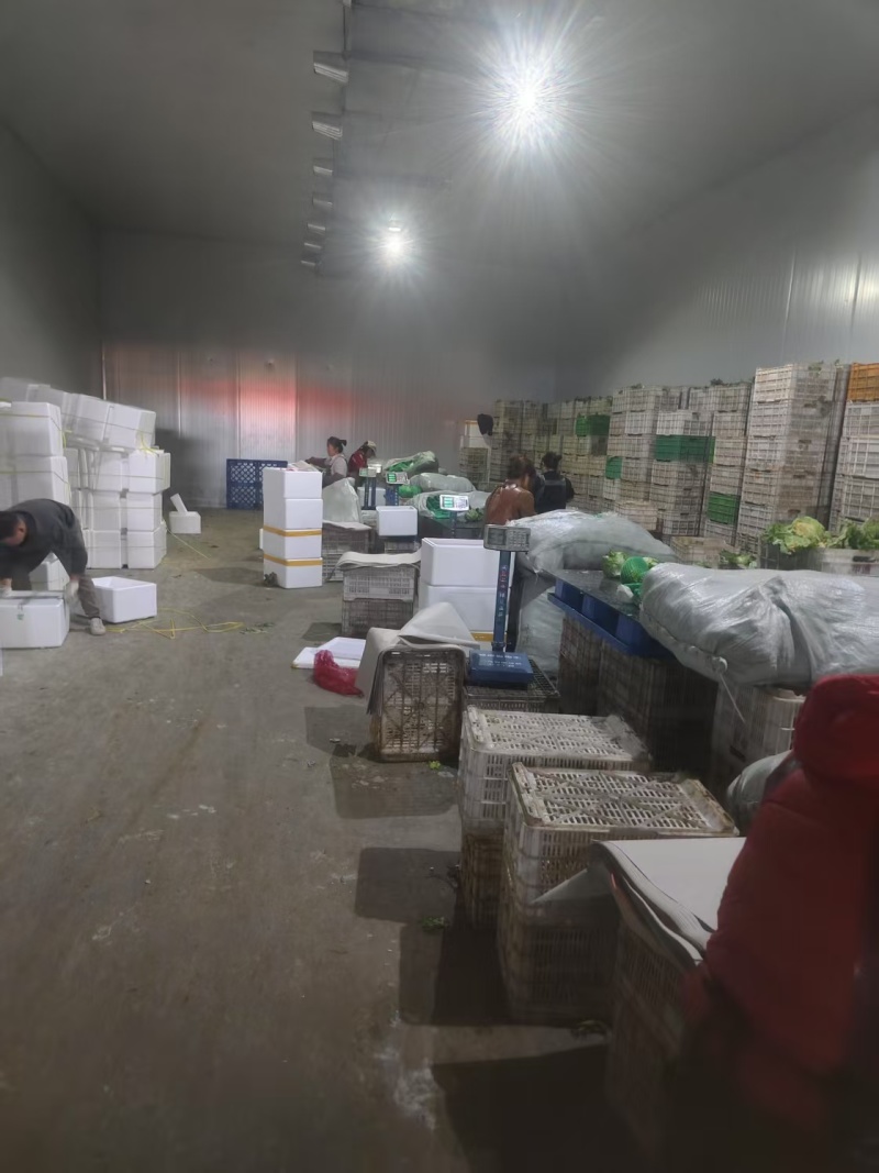 1.5斤精品生菜球产地直供质量保证/对接超市电商批发市场