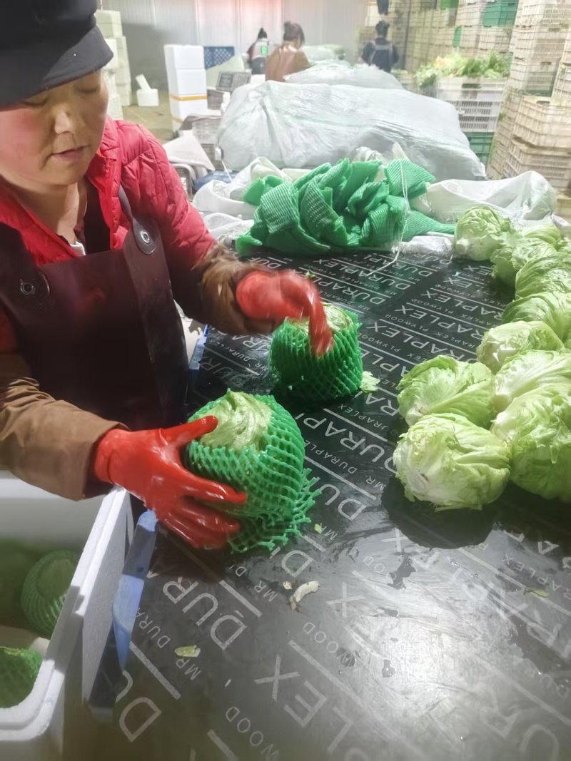 1.5斤精品生菜球产地直供质量保证/对接超市电商批发市场
