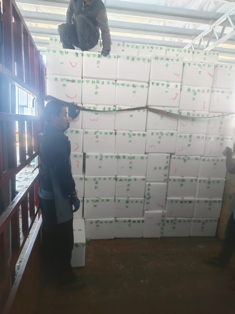 1.5斤精品生菜球产地直供质量保证/对接超市电商批发市场