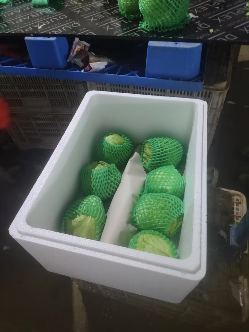 1.5斤精品生菜球产地直供质量保证/对接超市电商批发市场