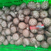 鲜香菇花菇辽宁基地直发保质保量供货