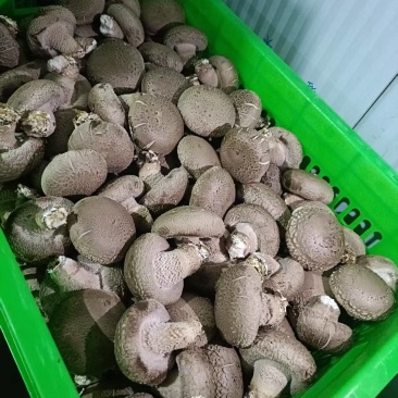 鲜香菇白光面辽宁基地直发价钱实惠货源充足