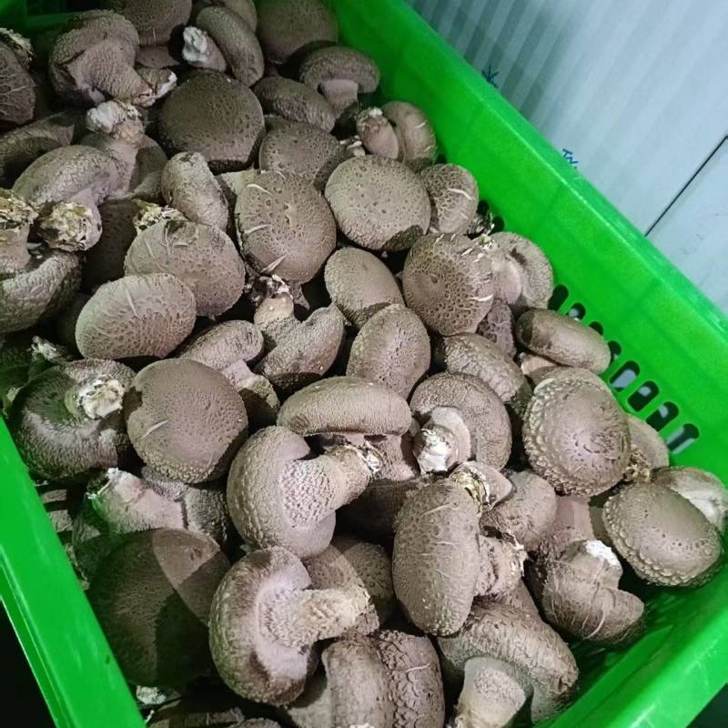 鲜香菇白光面辽宁基地直发价钱实惠货源充足