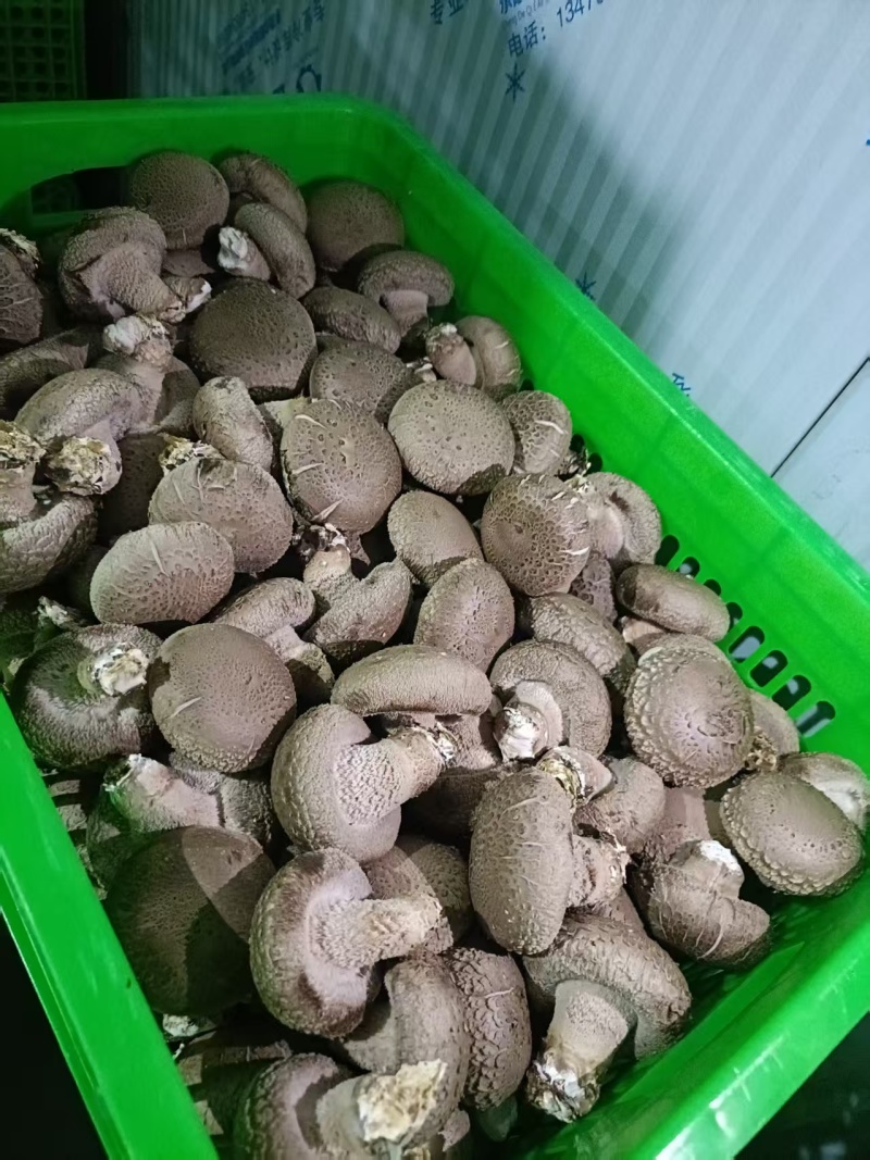 鲜香菇白光面辽宁基地直发价钱实惠货源充足