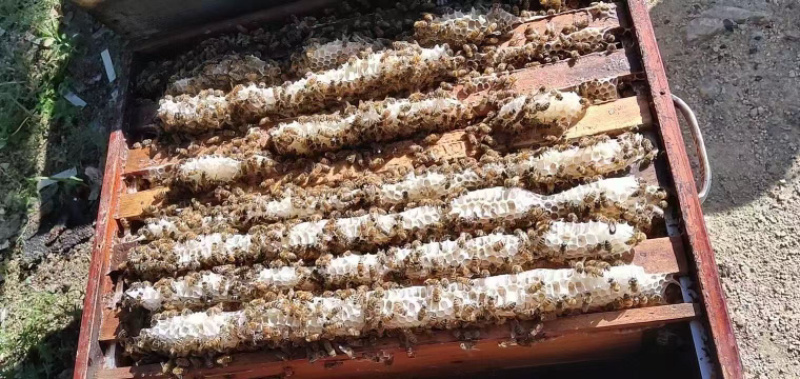 蜂蜜，厂家直发，大量有货，欢迎各位老板咨询采购