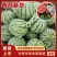【品质保障】湖北无籽美都8424麒麟西瓜量大优惠对接全国