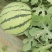 夏邑县美都711大量上市质量保证欢迎订购