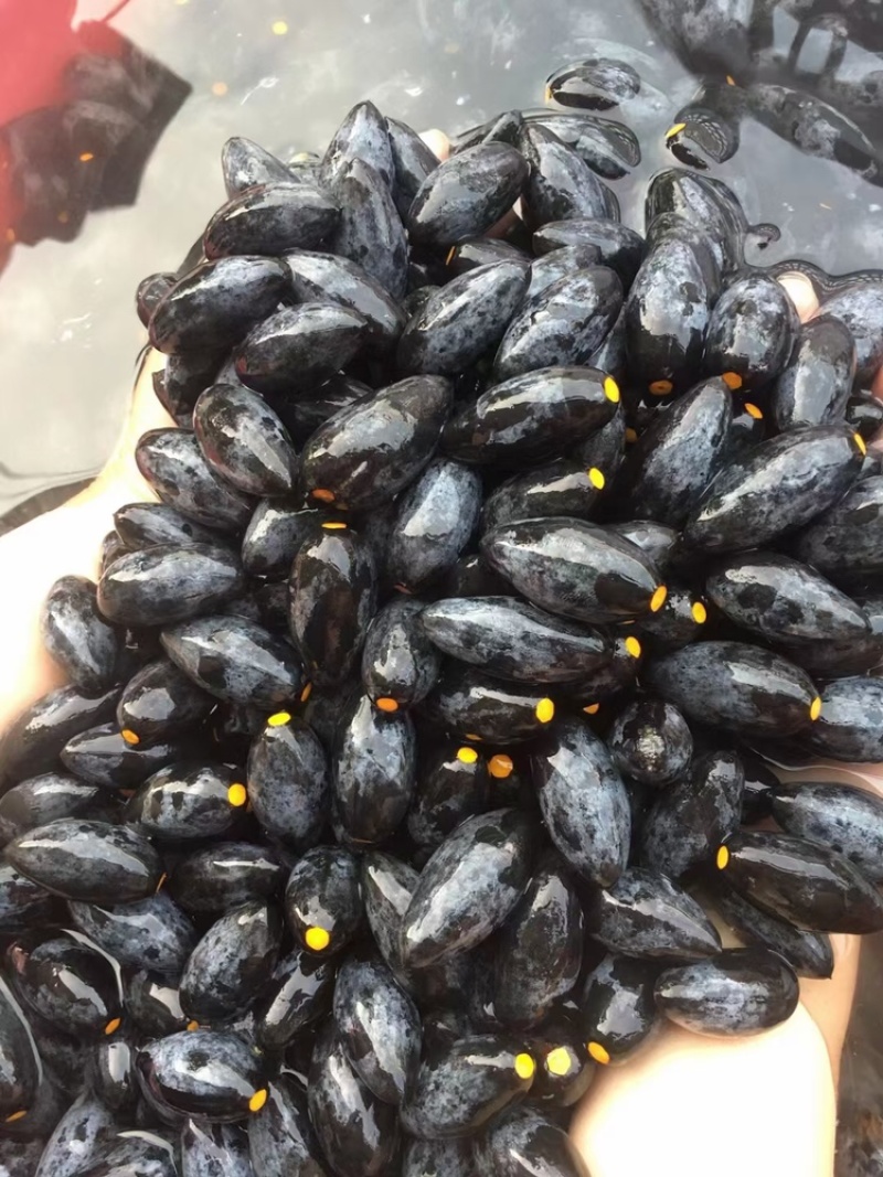 黑橄榄，产地直发，大量有货，欢迎各位老板咨询采购