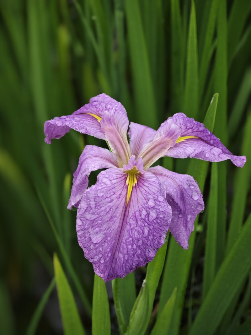 庭院花卉紫色鸢尾黄鸢尾紫蝴蝶蓝蝴蝶耐寒花卉