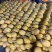 凤金6号黄金蜜瓜哈密瓜至爱蜜瓜金色年华产地直发