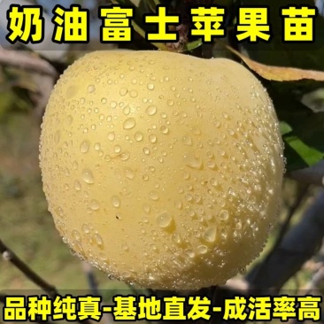 正品奶油富士苹果苗品种纯真基地现起现发货成活率高