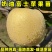 正品奶油富士苹果苗品种纯真基地现起现发货成活率高