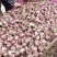 紫皮大蒜、大蒜、鲜蒜、供应电商市场一件代发社区团购