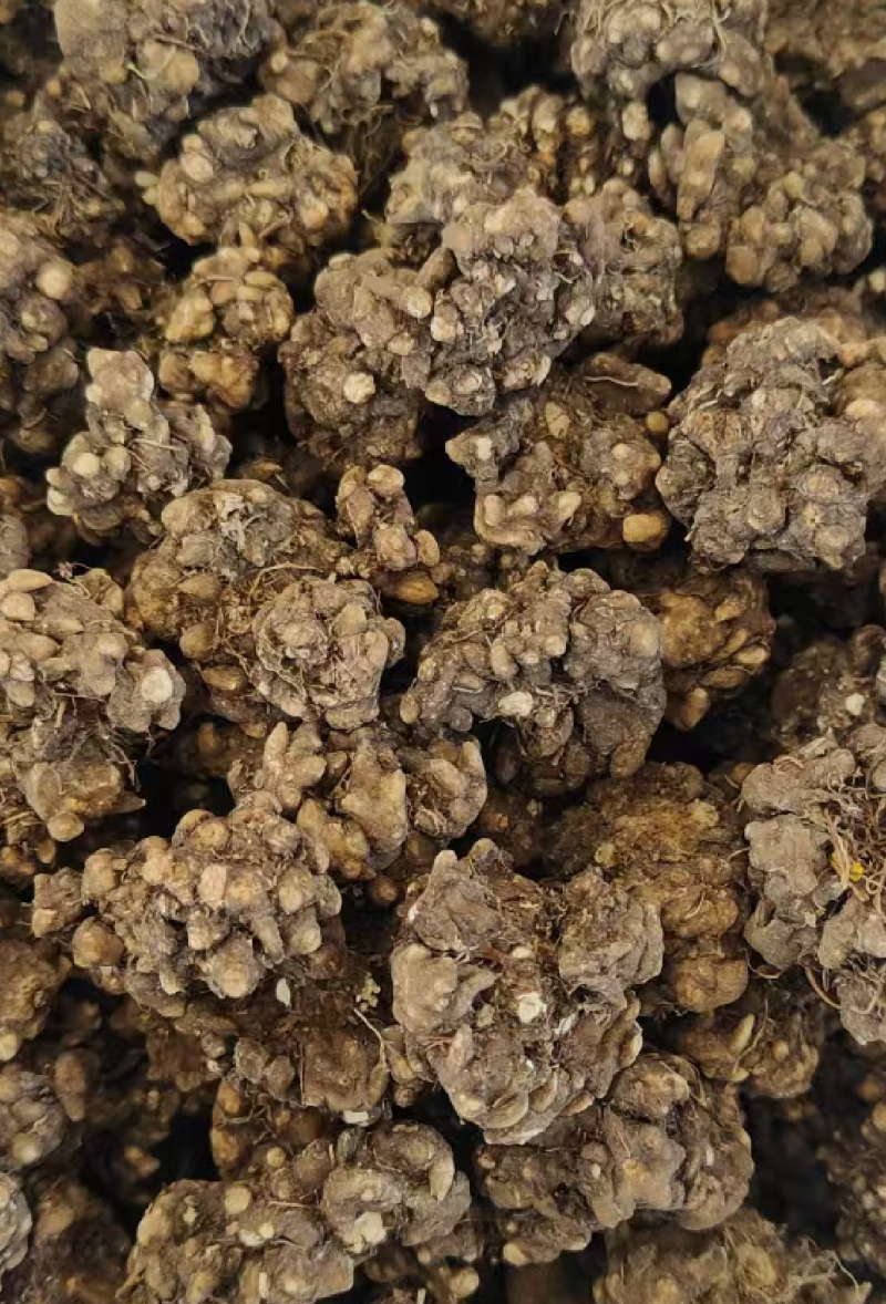 猫爪草一手货源产地直发中药我们只做正品你的信任是我的动力