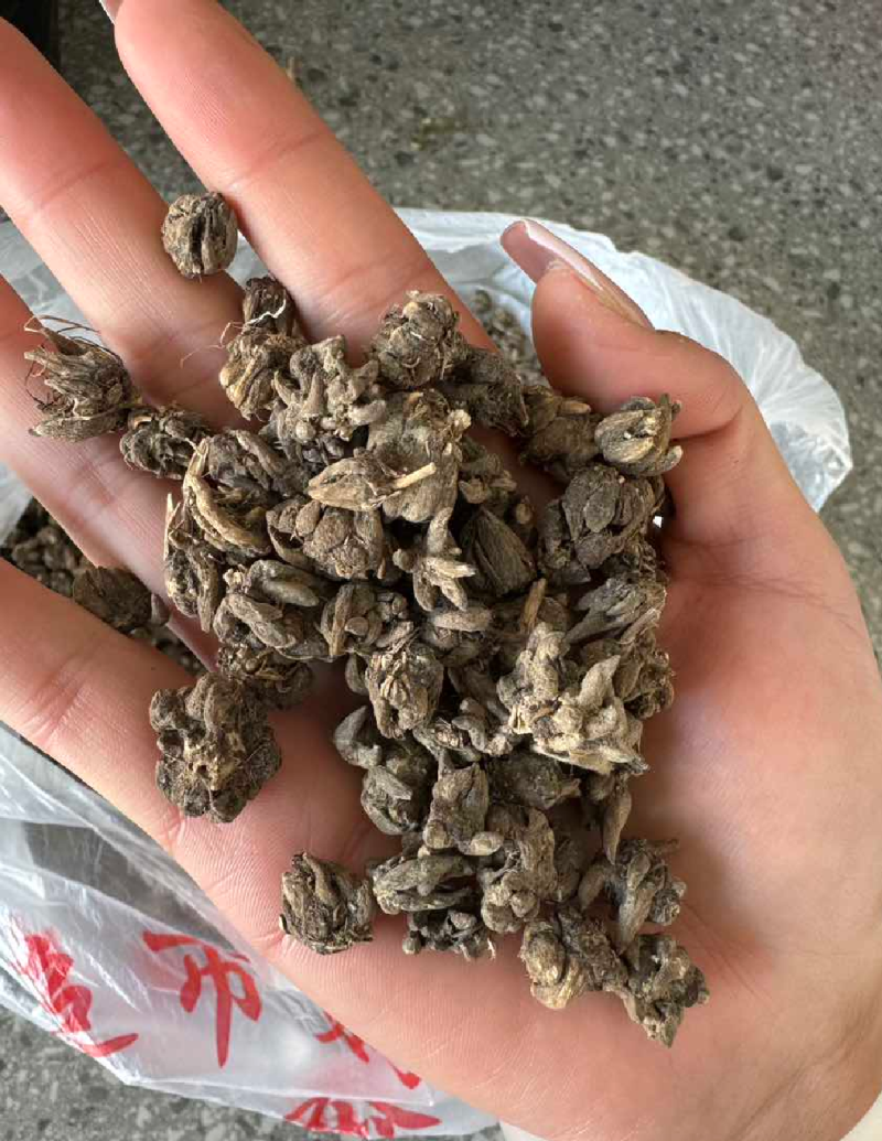 猫爪草一手货源产地直发中药我们只做正品你的信任是我的动力