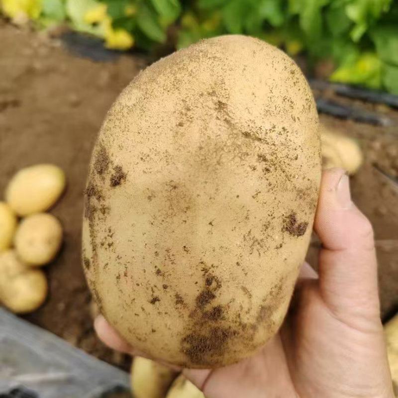 优质沃土土豆河南开封通许现挖先发可视频看货