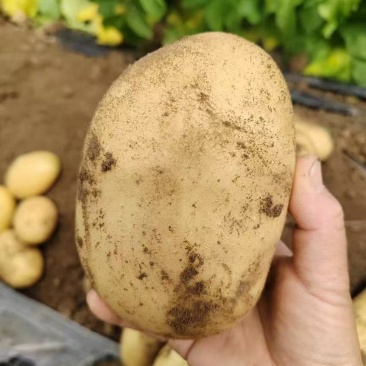 精品土豆开封通许沃土5号冷库货大量供应