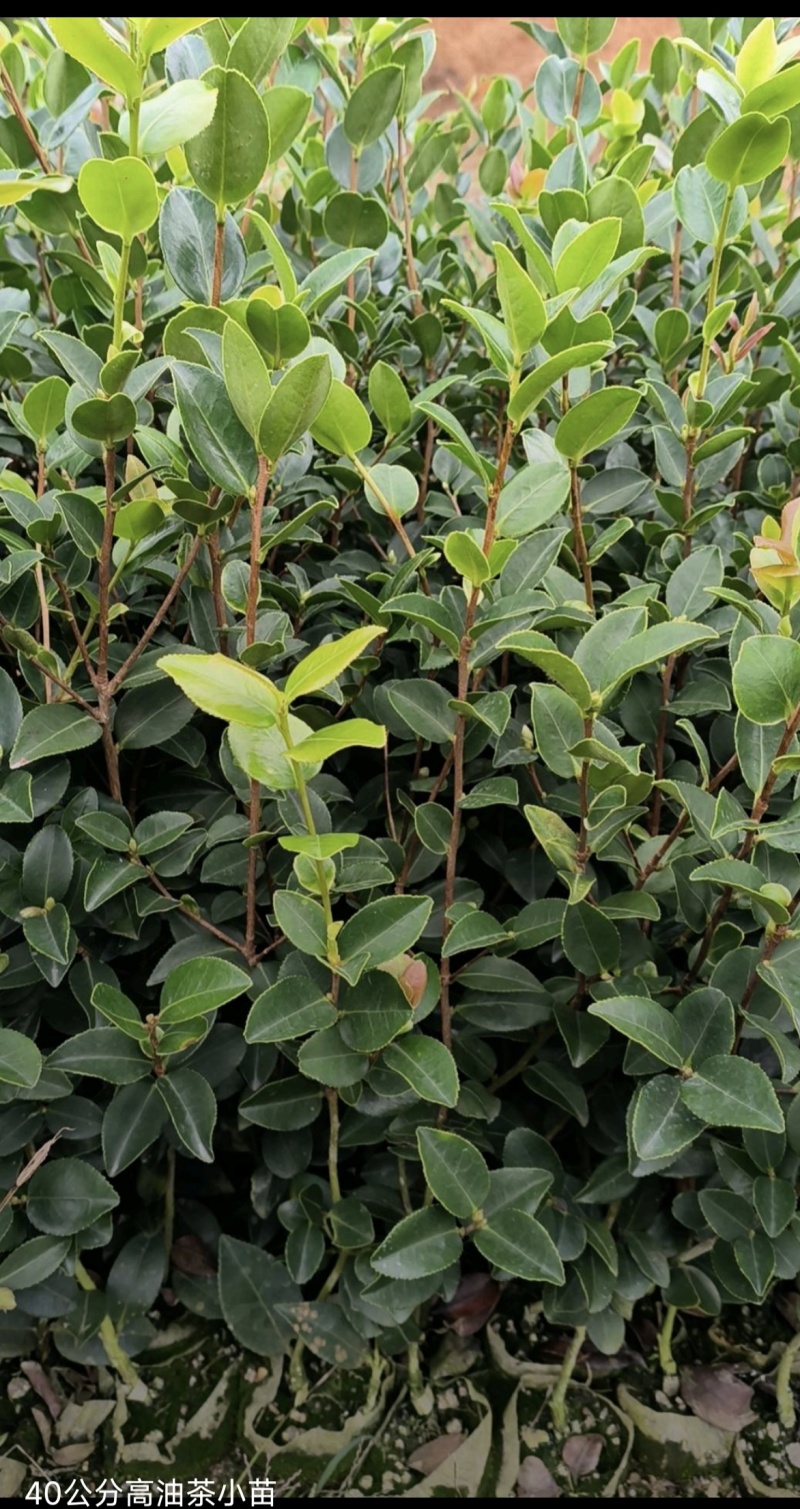 油茶苗