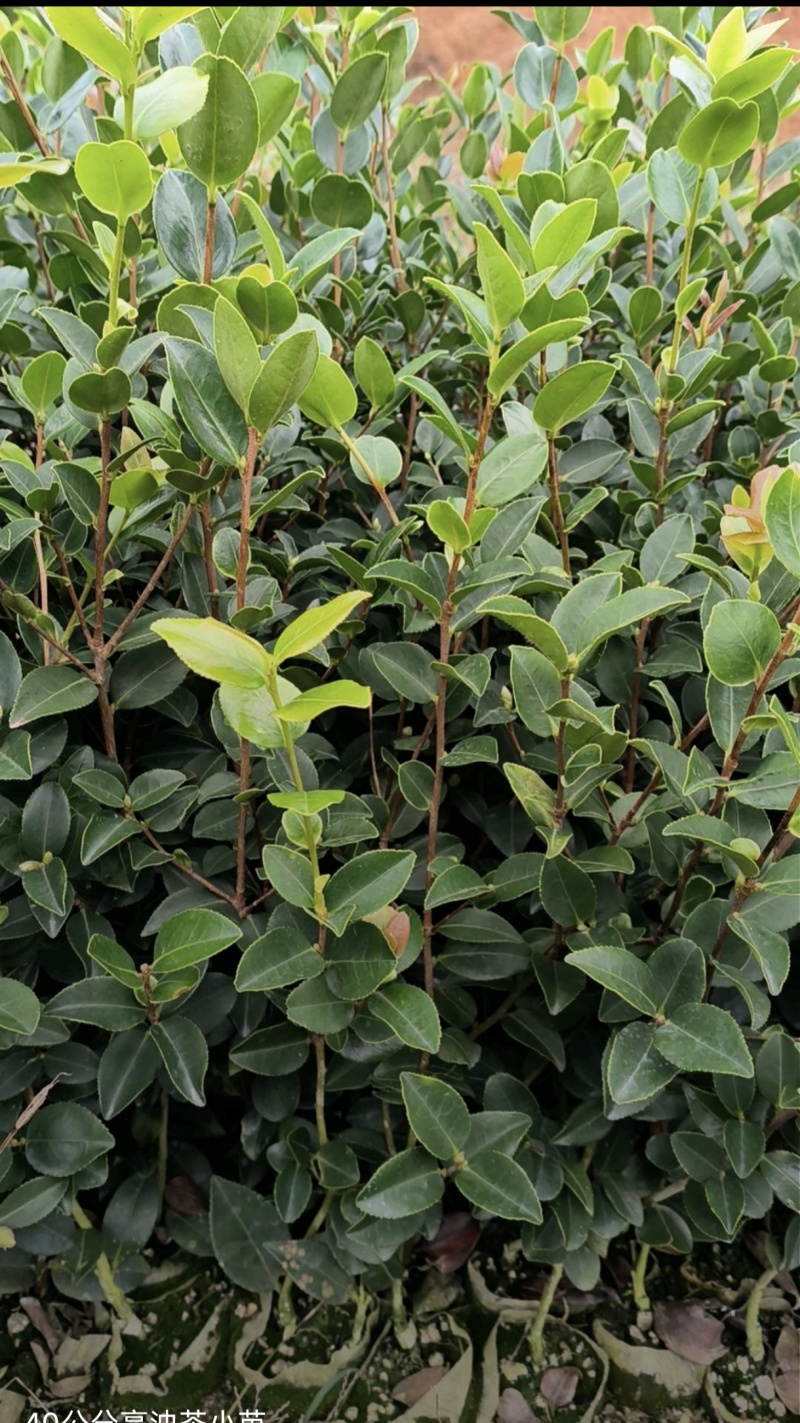 油茶苗